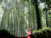 Arashiyama_Bamboo_Forest.JPG