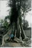 Tree at Ta Prohm